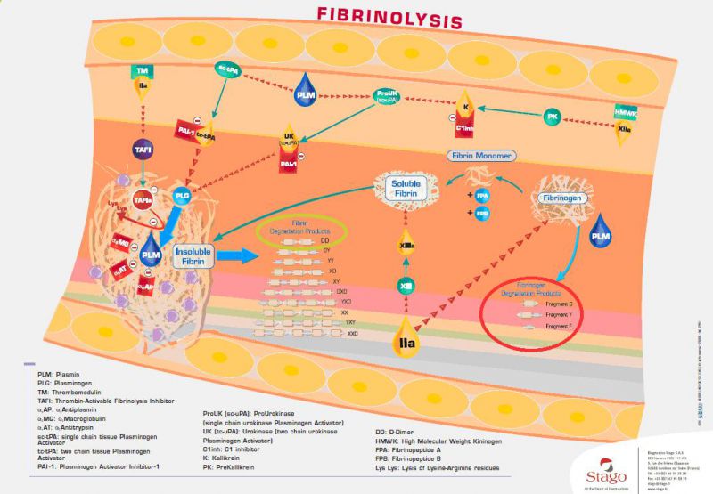 tl_files/centrebio/communication/images/ddimeres1.jpg tl_files/centrebio/communication/images/ddimeres1.jpg